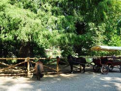 Jardins publics de Milan, poney
